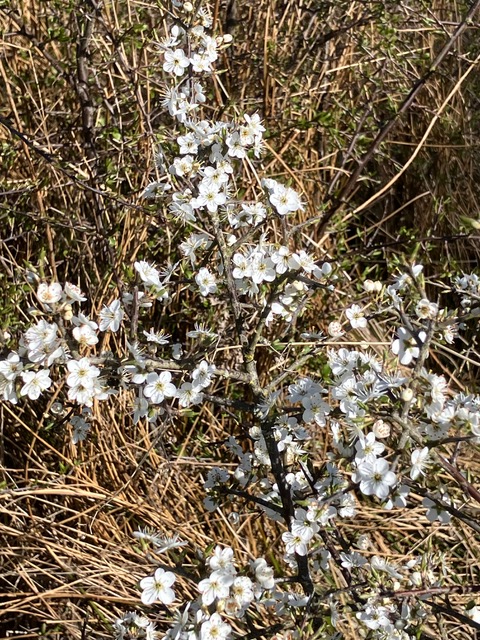 blackthorn