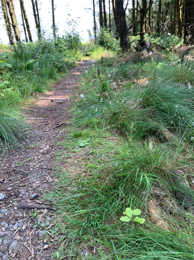 Oak seedling on the path to restoration bog