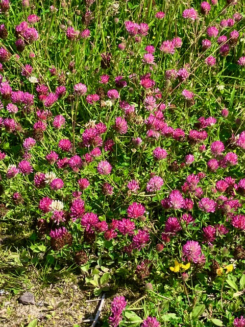 Red Clover