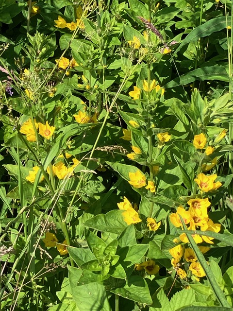 Yellow Loosestrife