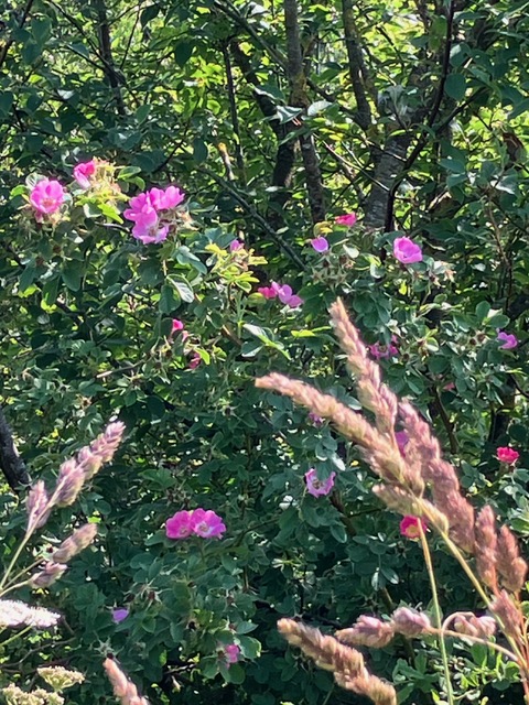 Dog Rose