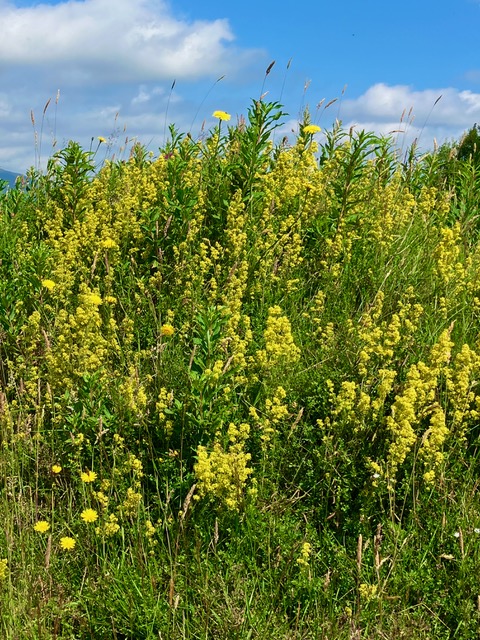 Lady’s Bedstraw