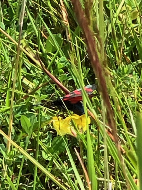 Burnet Moth