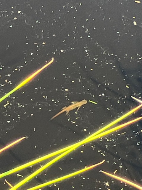 Common newt in the laboratory pond