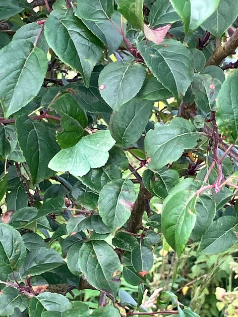 Camouflaged Large Emerald Moth
