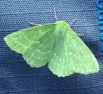 Large Emerald Moth