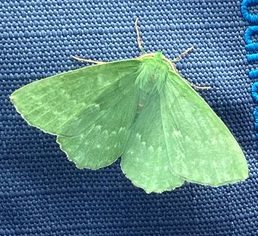 Large Emerald Moth