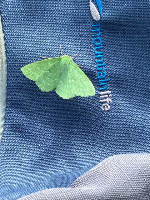 Large Emerald Moth