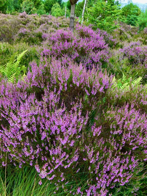 ling heather