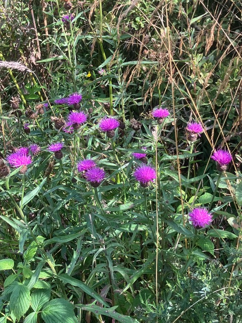 knapweed