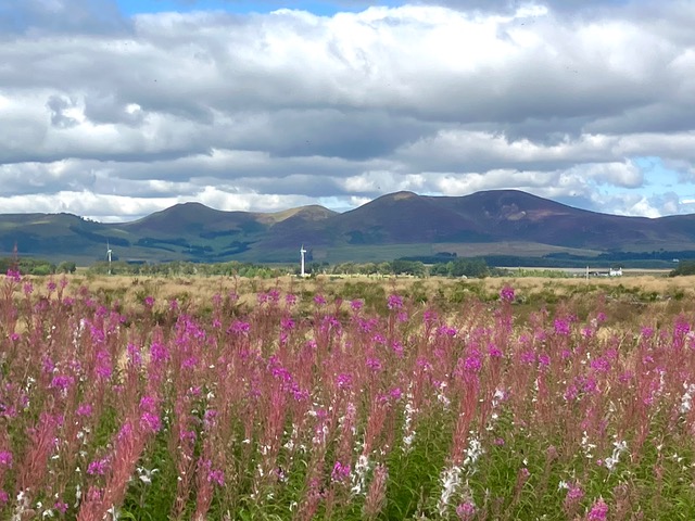 rosebay willowherb