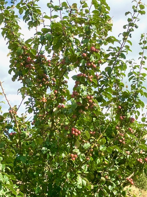 crab apples