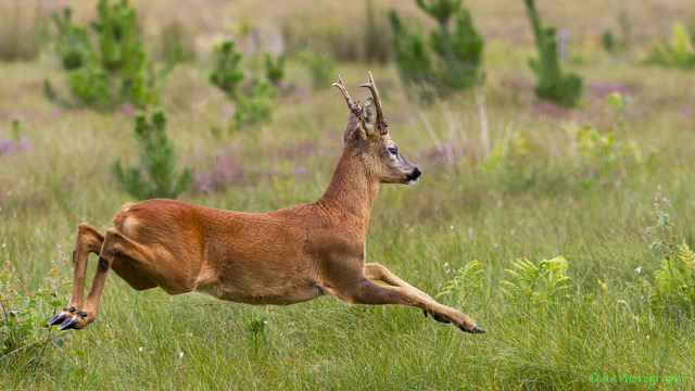 Roe Deer